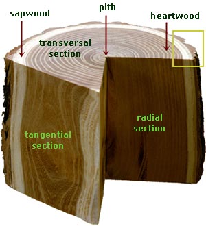 anatomi-kayu